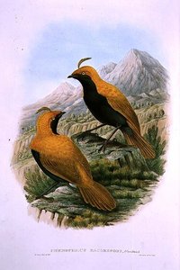 Cnemophilus Macgregorii, Orak Tepeli Cennet Kuşu